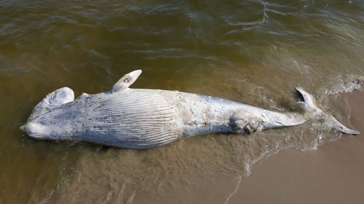 Martwy wieloryb na Mierzei Wiślanej