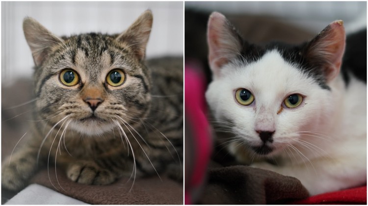 Dwa urocze koty – Siwek i Kiciuś czekają na nowy dom. 